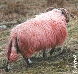 Pink Sheep!